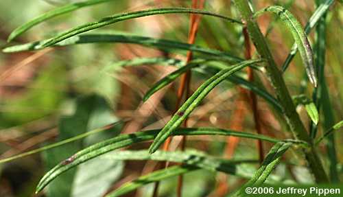 Tall Ironweed (Vernonia angustifolia)