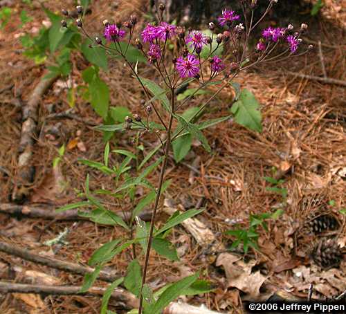 Broadleaf Ironweed, Upland Ironweed (Vernonia glauca)