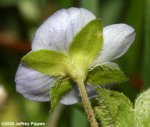 Gray Field Speedwell (Veronica persica)