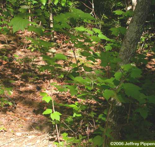 Mapleleaf Viburnum (Viburnum acerifolium)