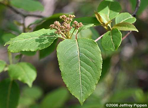 Witherod, Northern Wild Raisin, Shonnyhaw (Viburnum cassinoides)