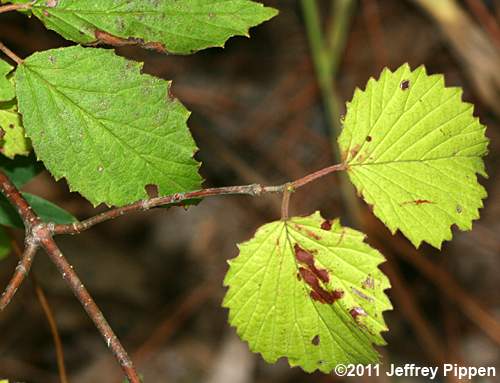 Southern Arrowwood (Viburnum dentatum)