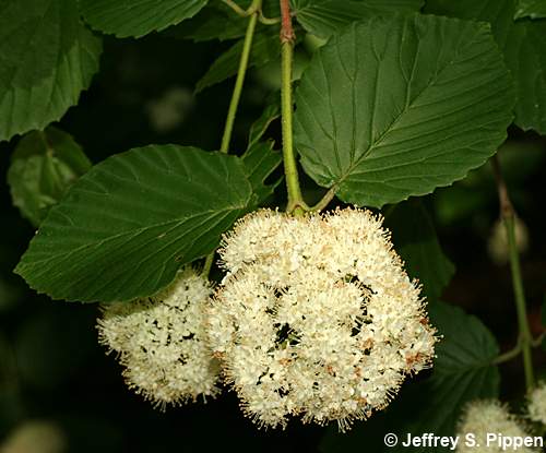 Southern Arrowwood (Viburnum dentatum)