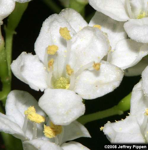 Blackhaw, Cherryleaf Viburnum (Viburnum  prunifolium)