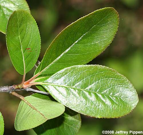 Rusty Blackhaw (Viburnum rufidulum)