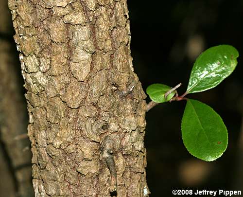 Rusty Blackhaw (Viburnum rufidulum)