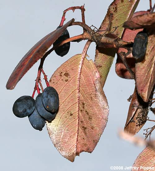 Rusty Blackhaw (Viburnum rufidulum)