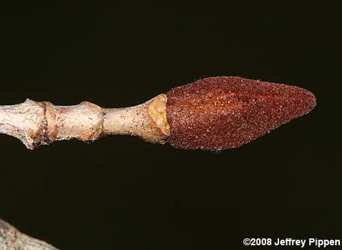 Rusty Blackhaw (Viburnum rufidulum)