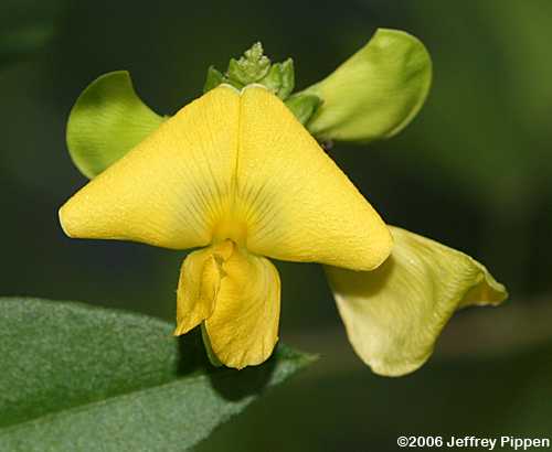 Hairypod Cowpea, Wild Cow Pea (Vigna luteola)