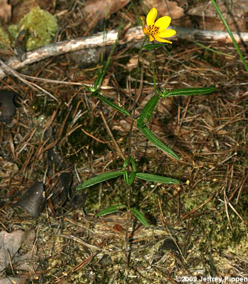 Porter's Sunflower, Confederate Daisy (Helianthus porteri)