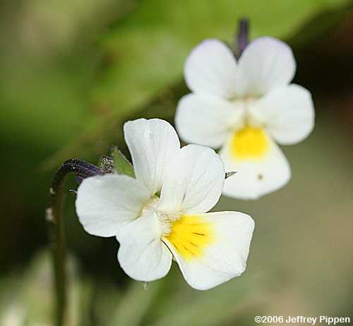 Wild Pansy (Viola bicolor)
