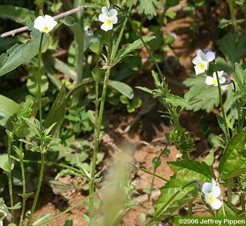 Wild Pansy (Viola bicolor)