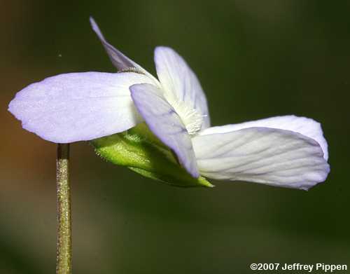 Wild Pansy (Viola bicolor)