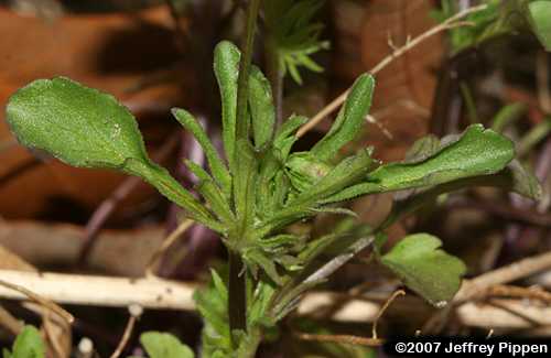 Wild Pansy (Viola bicolor)