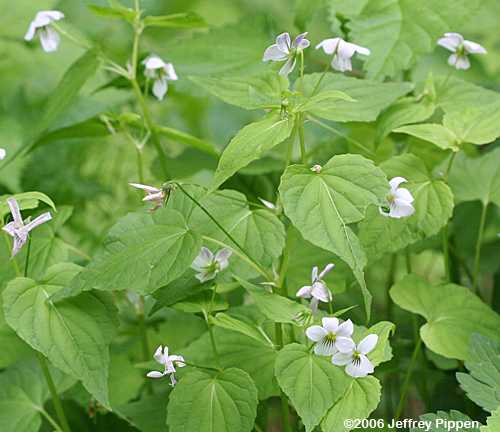 Canadian White Violet (Viola canadensis)