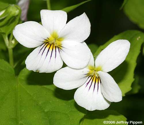 Canadian White Violet (Viola canadensis)