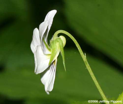 Canadian White Violet (Viola canadensis)