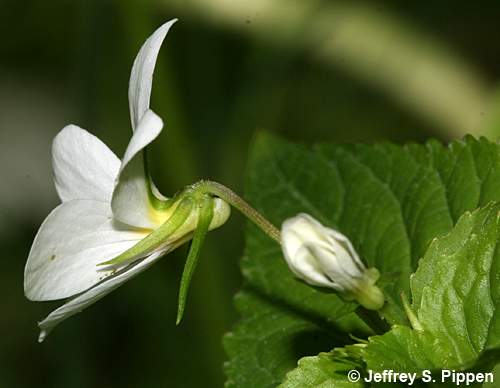 Canadian White Violet (Viola canadensis)
