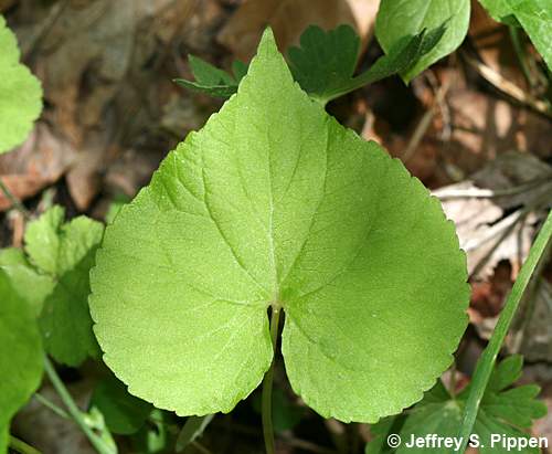 Canadian White Violet (Viola canadensis)