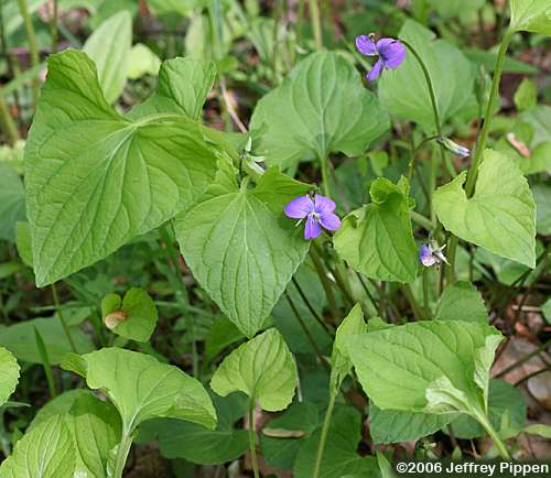 Marsh Blue Violet, Bog Violet (Viola cucullata)