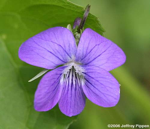 Marsh Blue Violet, Bog Violet (Viola cucullata)