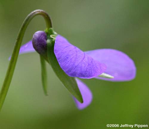 Marsh Blue Violet, Bog Violet (Viola cucullata)