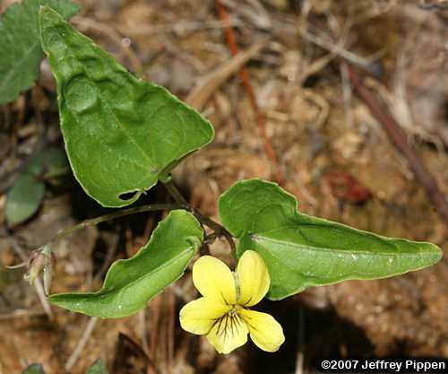 Halberdleaf Violet, Spearleaf Violet (Viola hastata)