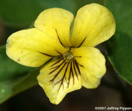 Halberdleaf Violet, Spearleaf Violet (Viola hastata)