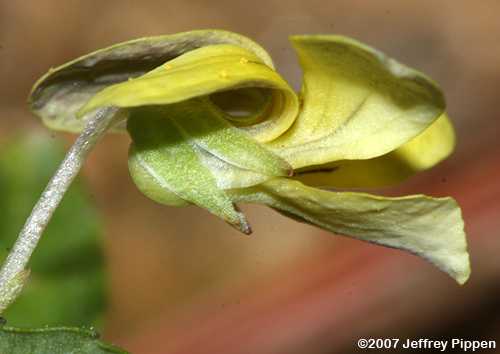 Halberdleaf Violet, Spearleaf Violet (Viola hastata)