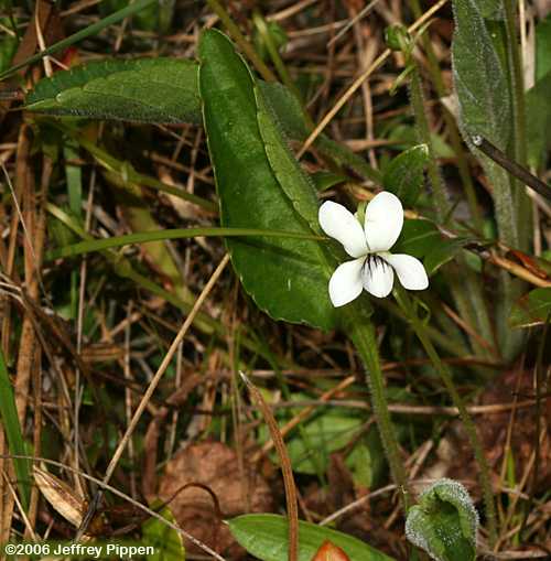Bog White Violet (Viola lanceolata)