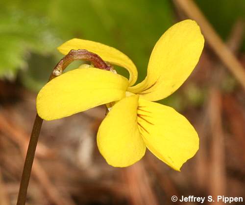 Darkwoods Violet, Roundleaf Violet (Viola orbiculata)