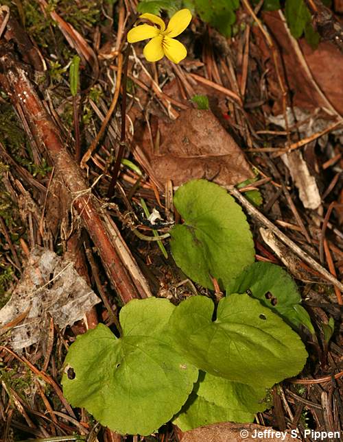 Darkwoods Violet, Roundleaf Violet (Viola orbiculata)