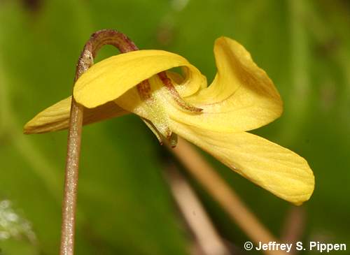 Darkwoods Violet, Roundleaf Violet (Viola orbiculata)