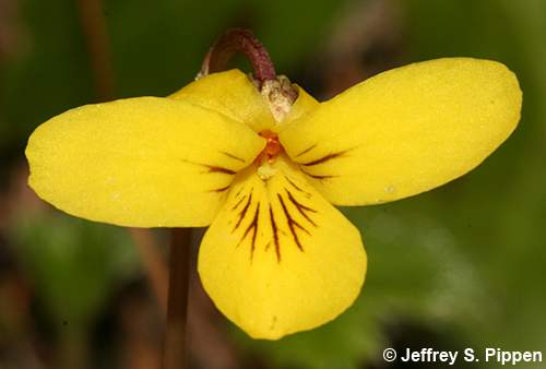 Darkwoods Violet, Roundleaf Violet (Viola orbiculata)