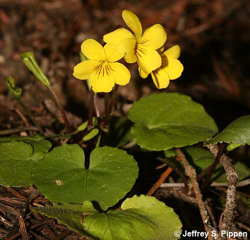 Darkwoods Violet, Roundleaf Violet (Viola orbiculata)
