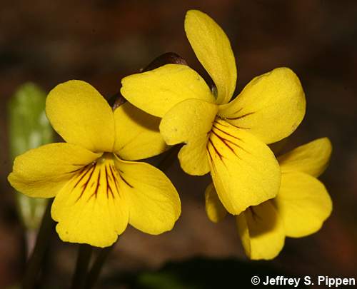 Darkwoods Violet, Roundleaf Violet (Viola orbiculata)