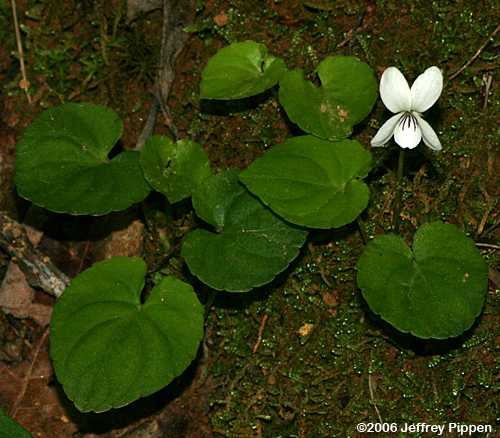 Sweet White Violet (Viola pallens)