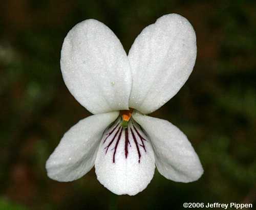 Sweet White Violet (Viola pallens)