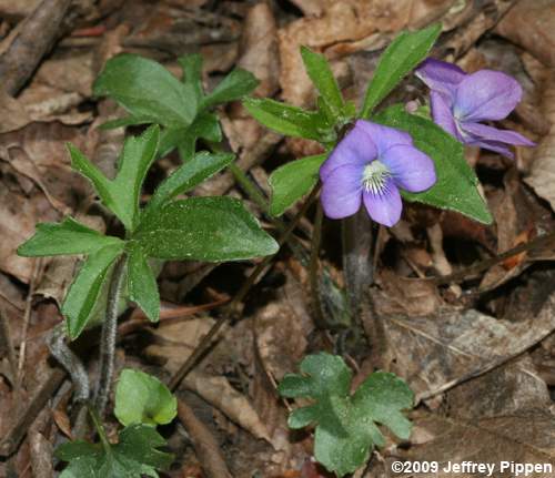 Blue Wood Violet, Early Blue Violet (Viola palmata)