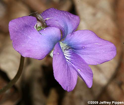 Blue Wood Violet, Early Blue Violet (Viola palmata)