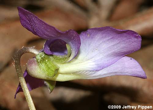 Blue Wood Violet, Early Blue Violet (Viola palmata)