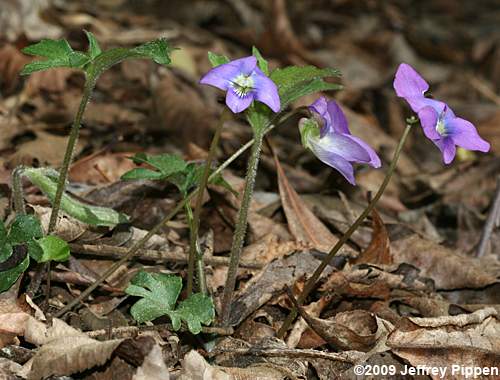 Blue Wood Violet, Early Blue Violet (Viola palmata)