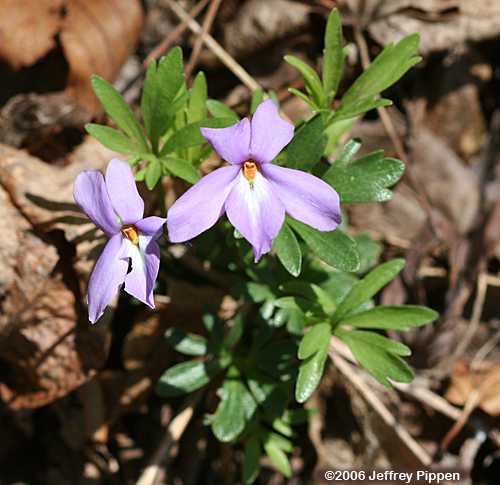 Bird-foot Violet (Viola pedata)