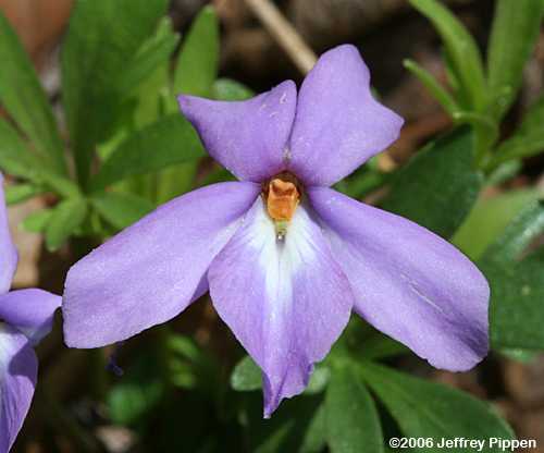 Bird-foot Violet (Viola pedata)
