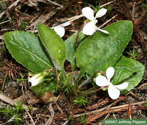 Primrose-leaved Violet (Viola primulifolia)