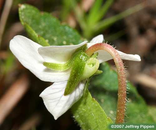 Primrose-leaved Violet (Viola primulifolia)