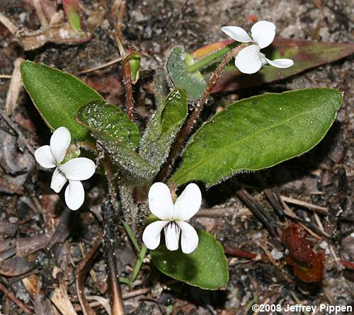 Primrose-leaved Violet (Viola primulifolia)