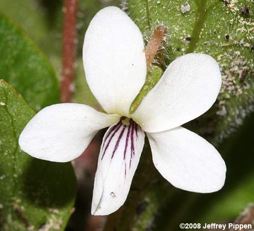 Primrose-leaved Violet (Viola primulifolia)