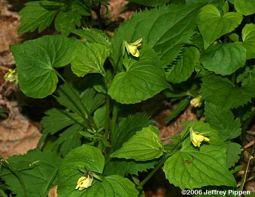 Downy Yellow Violet (Viola pubescens)