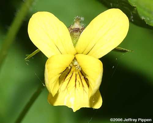 Downy Yellow Violet (Viola pubescens)
